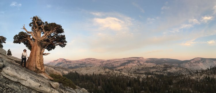 Epic tree above Olmstead Point.