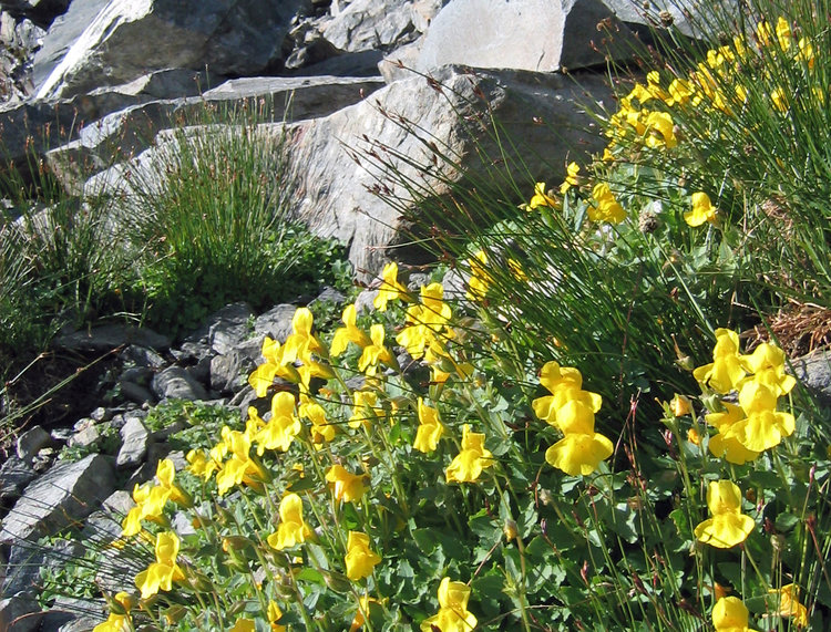 Flowers at Edna Lake
