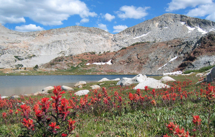 Indian Paintbrush at Harriet Lake