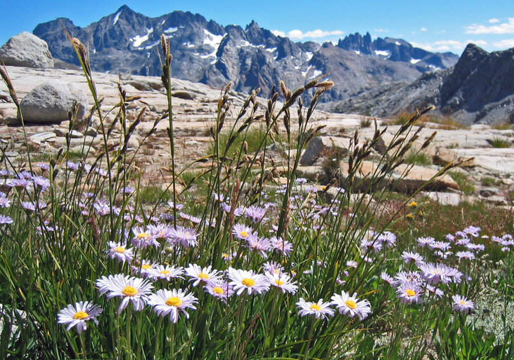 more flowers on Blue Lake bench