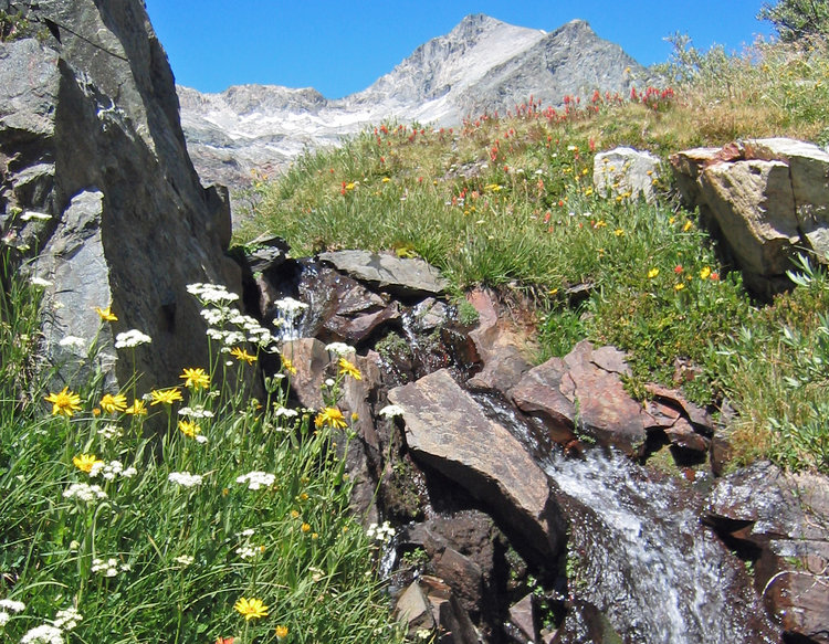 Flowers and little stream in the upper valley