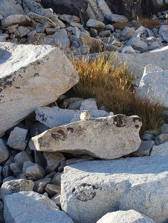Pika posing for picture