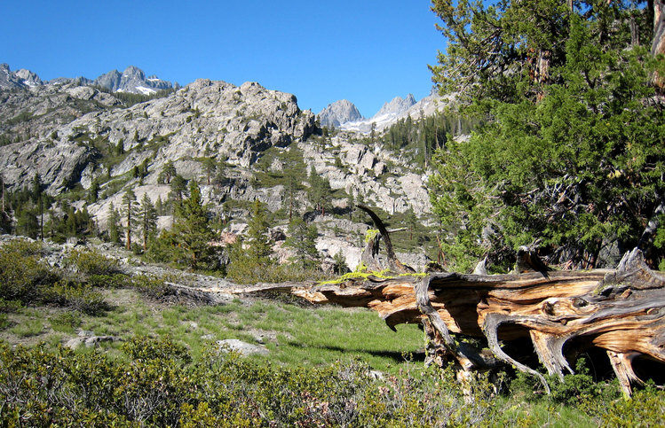 Lush grasses and interesting log near camp