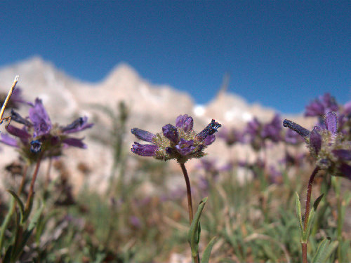 Mountain Larkspur, ~11400', Granite Park