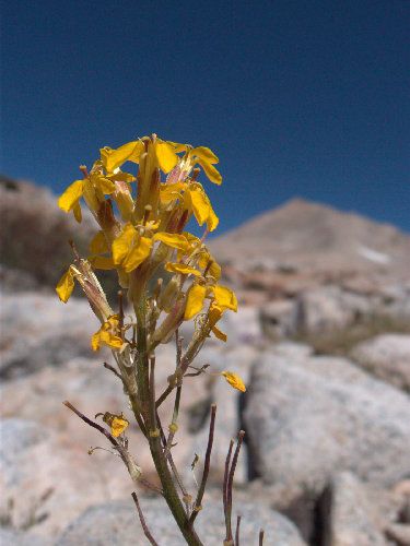Western wallflower, ~11800', Granite park