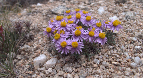 Sierra Daisy, ~12,000' Italy Pass