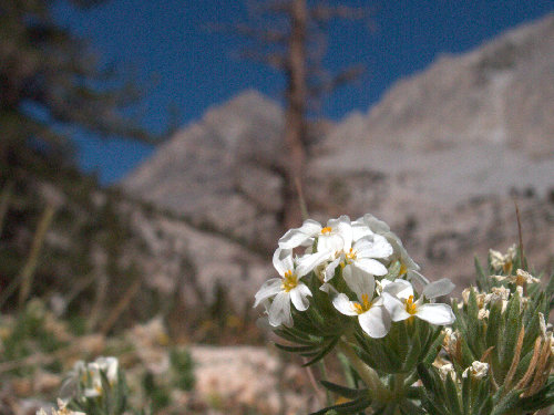 Nuttal's Linnanthus, ~9000', Pine Creek Canyon