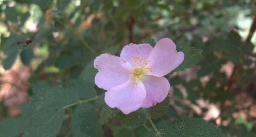 Unknown, ~7500', Pine Creek Canyon.  Might be a bush/small tree?