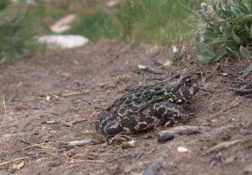Yosemite Toad