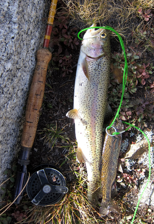 Fish dinner