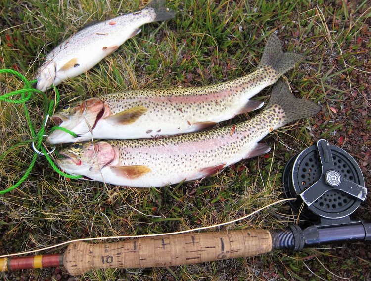 Fish from Lake s. of Cartridge Pass