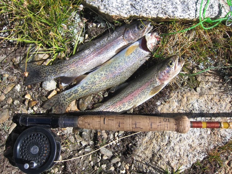 fish from Striped Mountain upper lakes