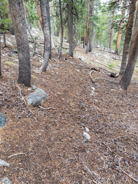 old lined path