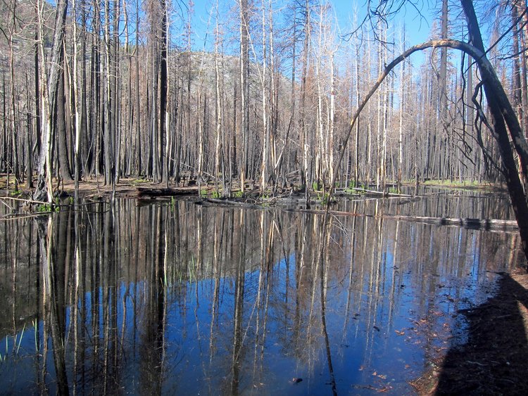 Flooded upper Little Yosemite Valley, recent burn