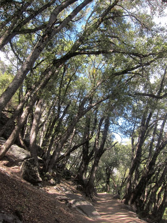 Shade on the Yosemite Falls trail