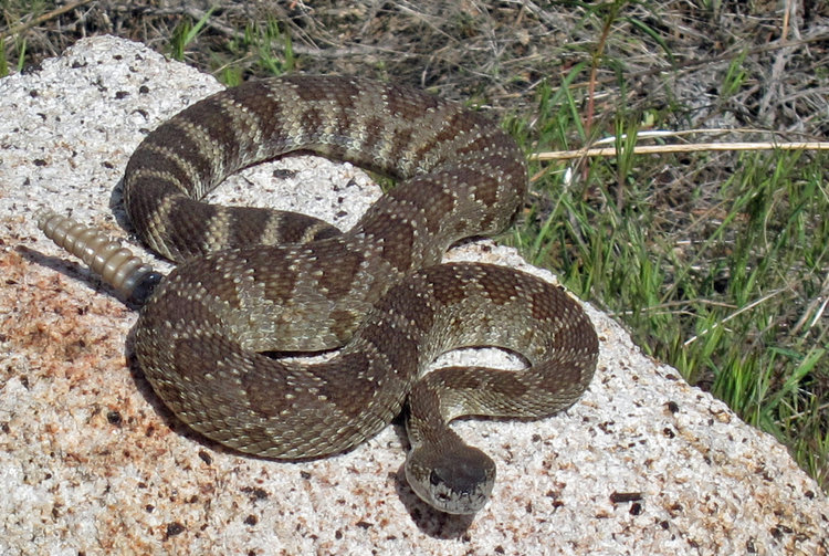 Rattlesnake