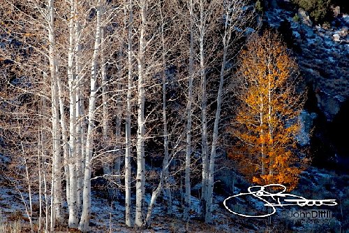 _MG_1684.jpg