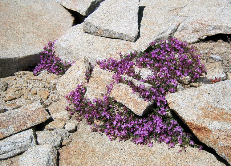 close up of flowers