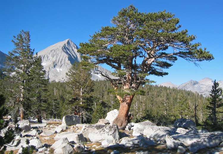 Tree by camp