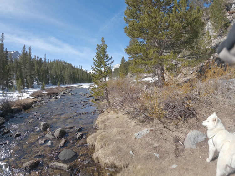 Rock Creek Just Above Mosquito Flat