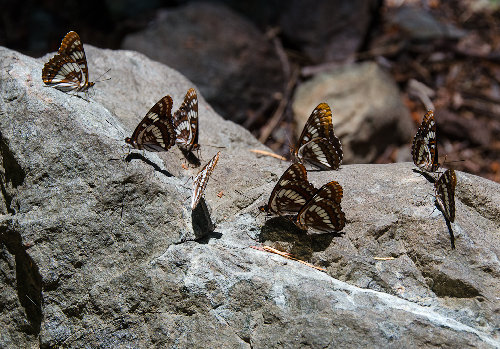It's a Butterfly Party!