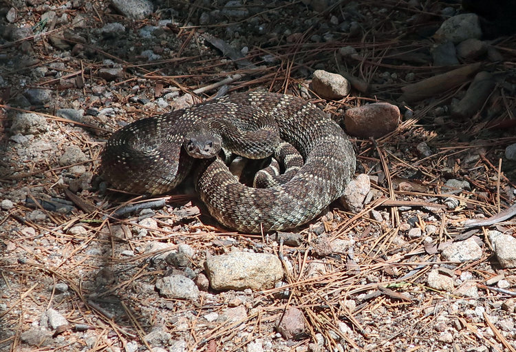 Rattlesnake on trail