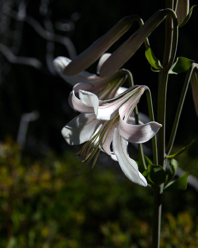 Mountain Lily