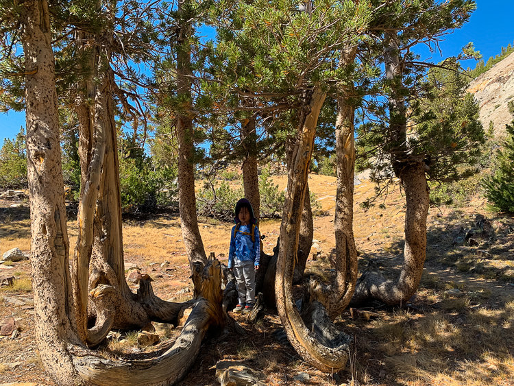 Mia found this tree throne