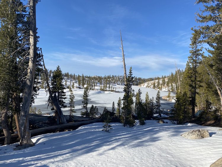 Y Meadow Lake