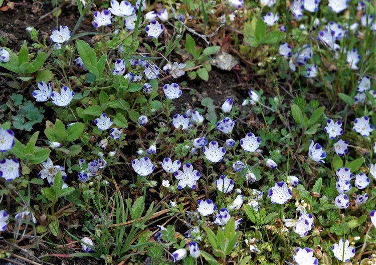 And flowers - anyone know what these are?