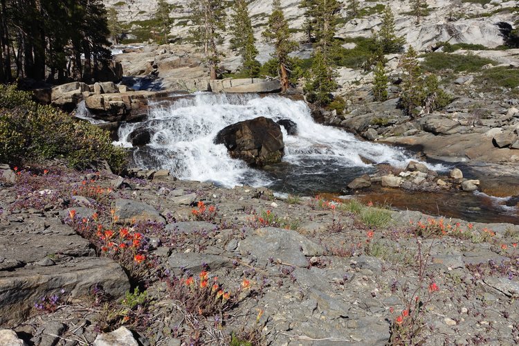 Paintbrush decorating W Fork Cherry Creek cascades
