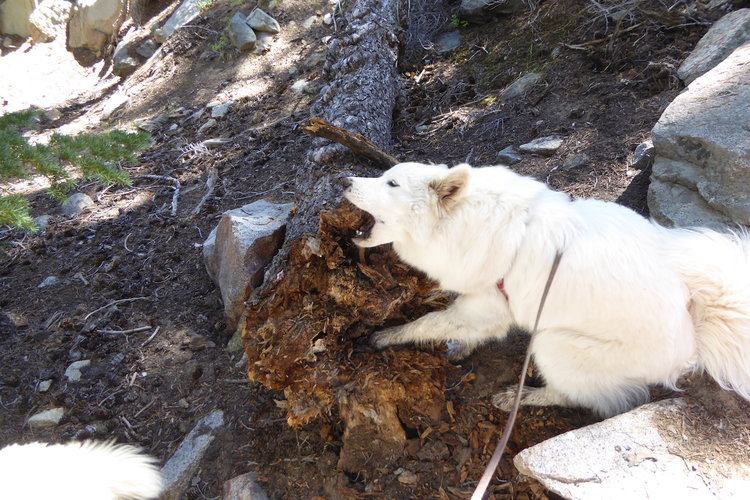 Jasmine Rose that is an awfully big piece of wood for you to chew!!