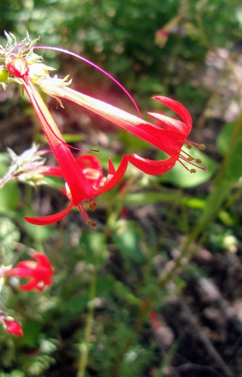 100_1011.JPG