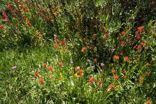 Flowers at Duck Lake