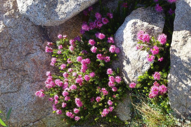 Splash of pink