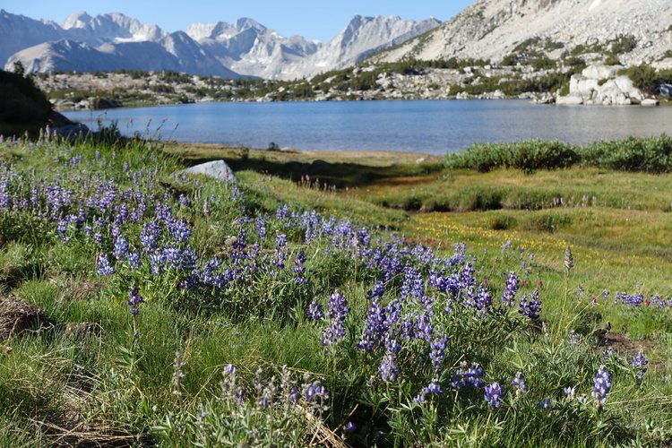 Lupine garden
