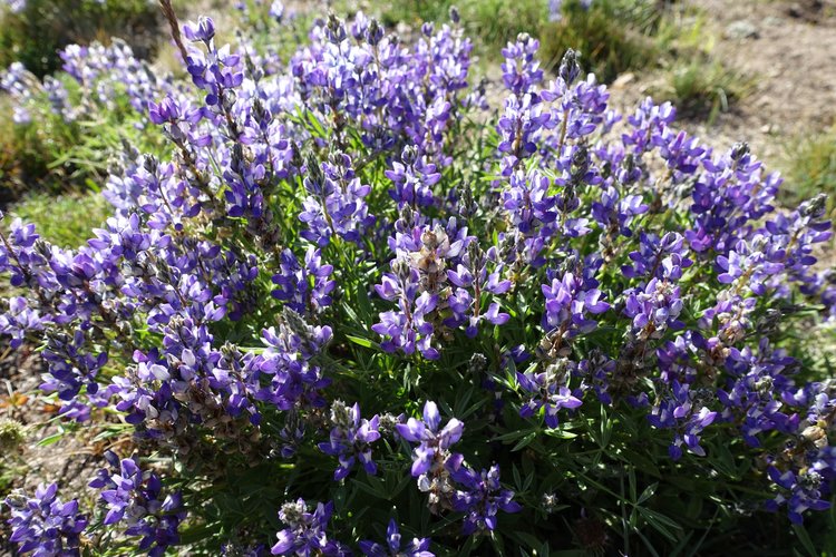 Lupine plant