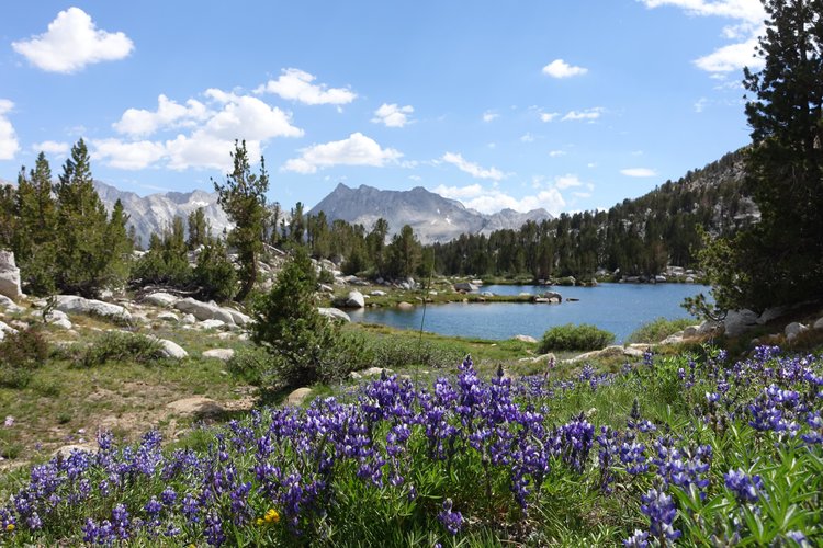 Lupine before &quot;1st Lake&quot;
