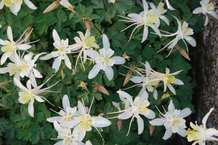 Columbine