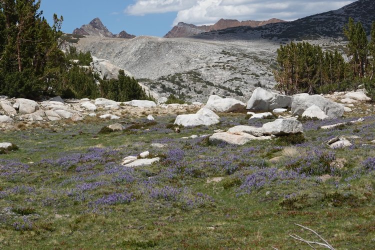 Lupine in Hopkins basin