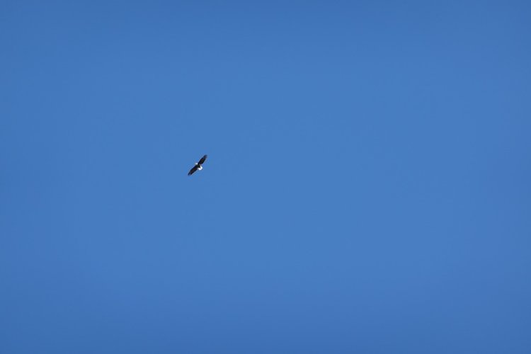 Bald eagle