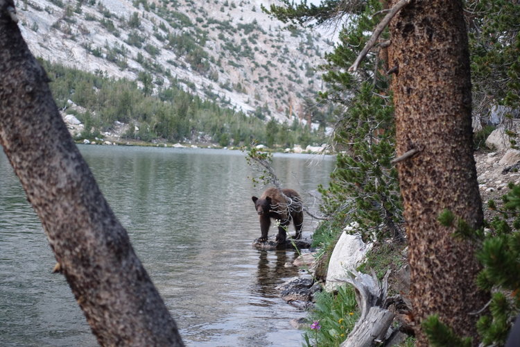 Lakeside visitor