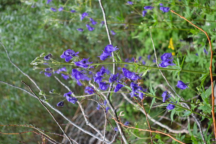 Anyone know the name of this flower?