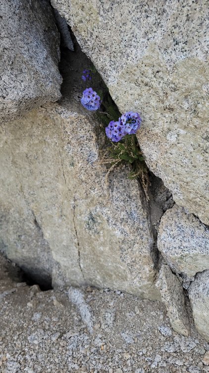 Polemonium Eximium