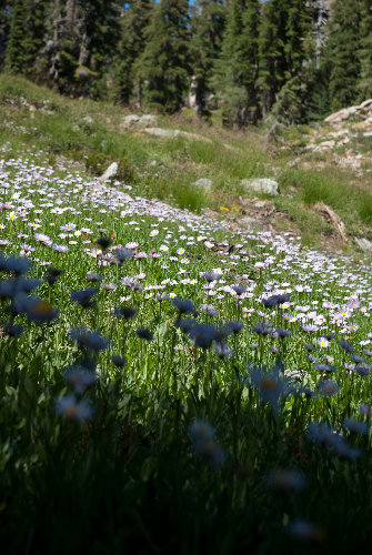 Hillsides of flowers near Lois