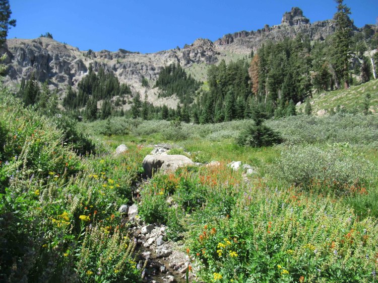 One of the many flower-lined creeklets.