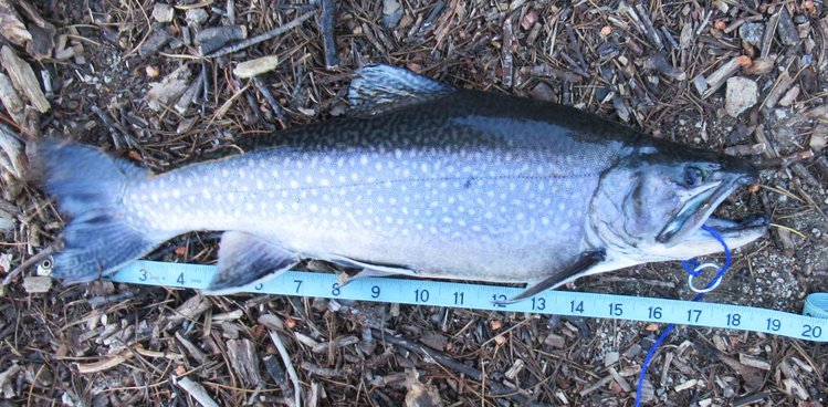 In case you think 19&quot; is a generous measurement, note that the tail is moving and bent toward viewer.