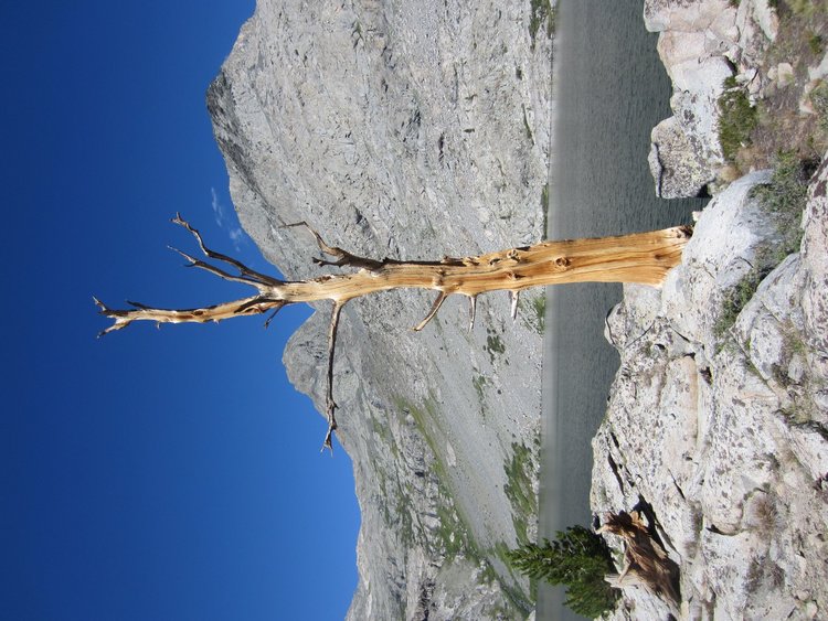The beauty of the tree outlives the tree