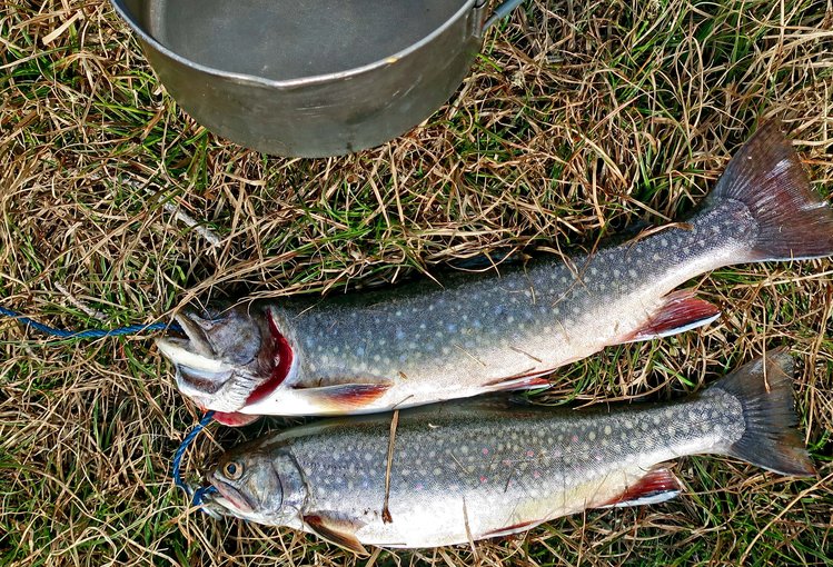 fish from Macon Lake