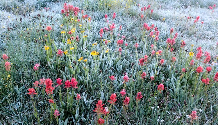 early morning frost on the wildflowers